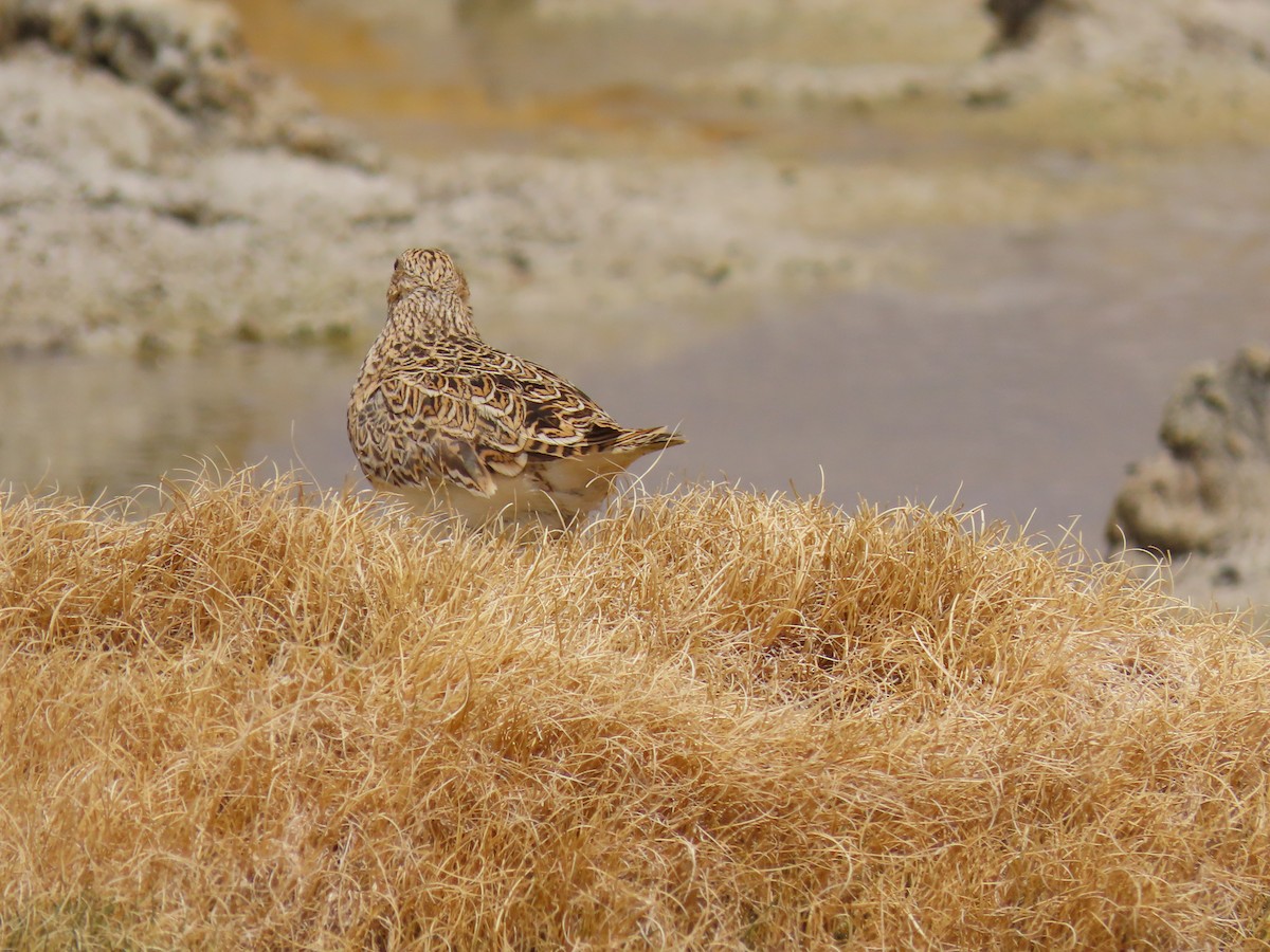 Gray-breasted Seedsnipe - ML609758655