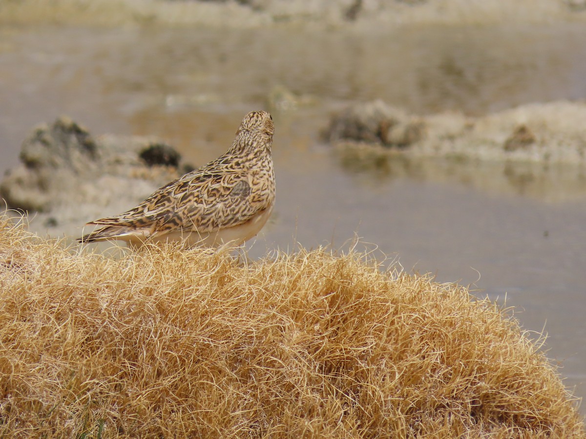 Gray-breasted Seedsnipe - ML609758656