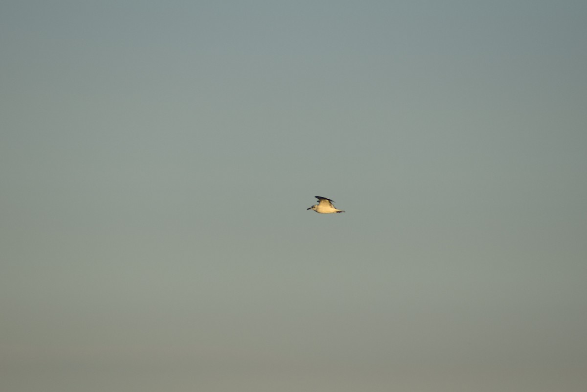 Bonaparte's Gull - ML609758891