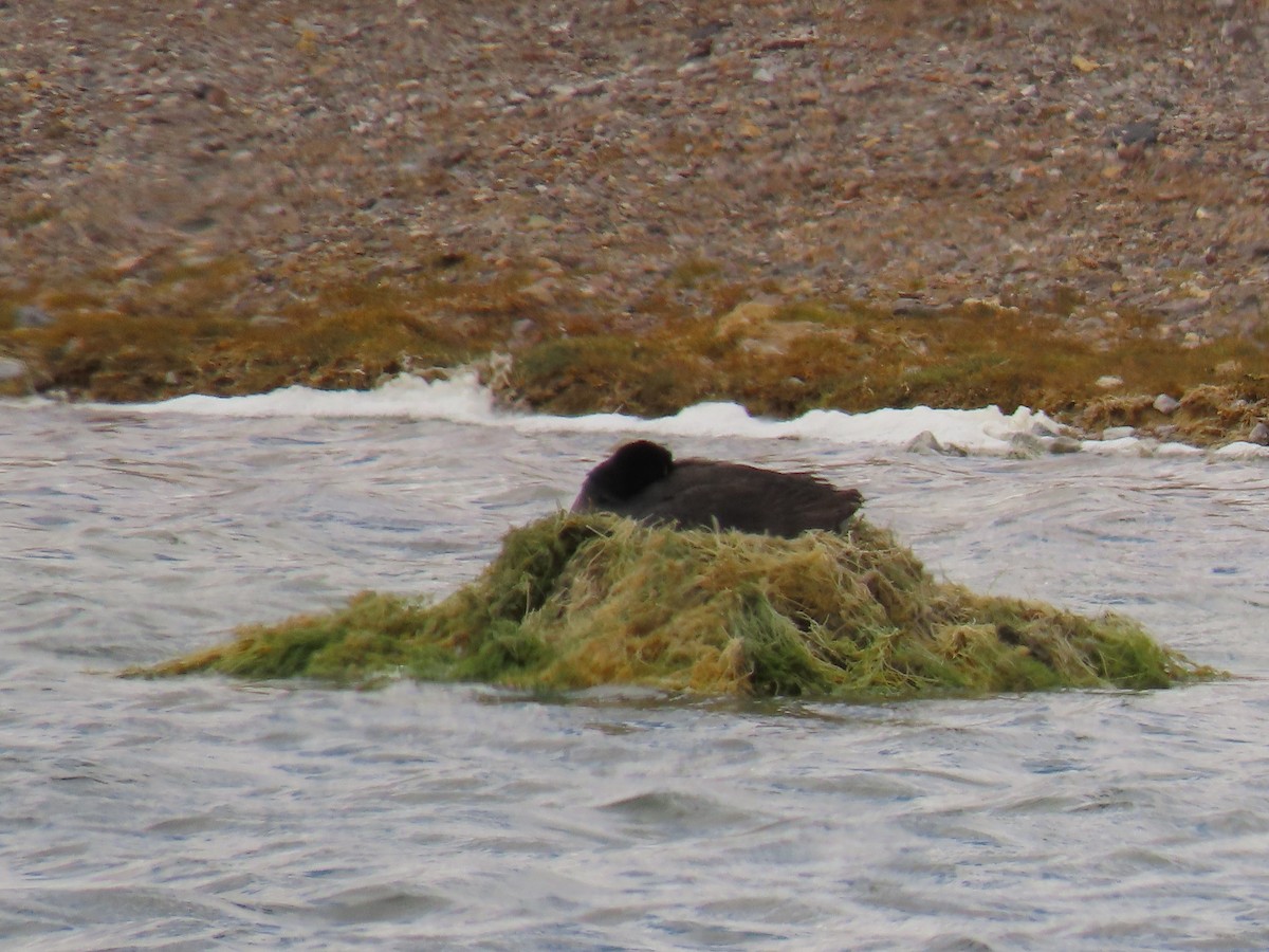 Horned Coot - Nelson Contardo