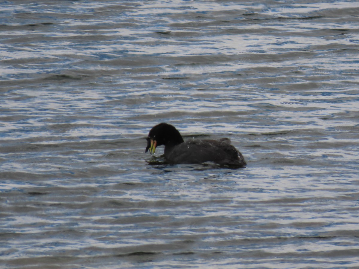 Horned Coot - ML609758982