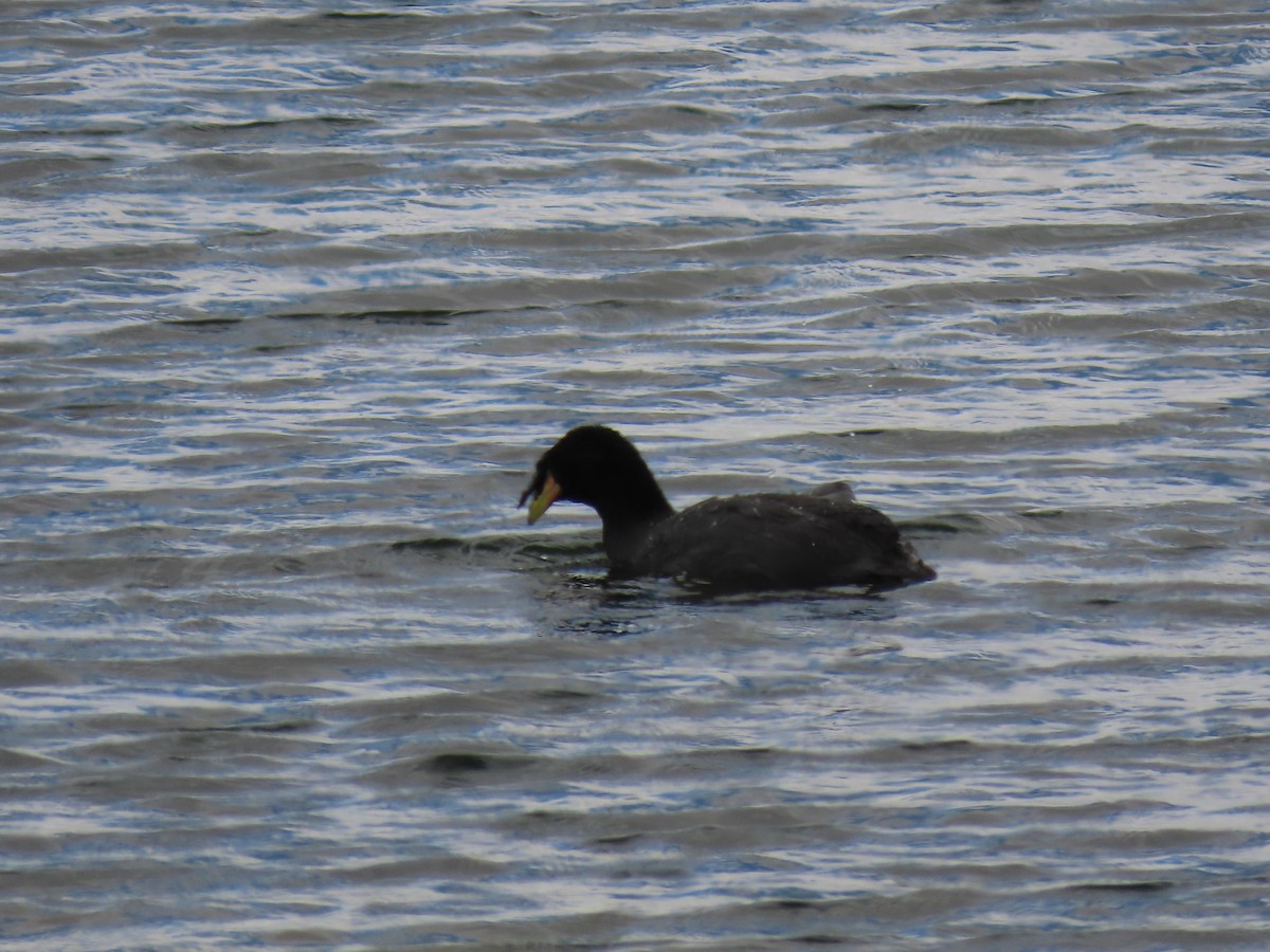 Horned Coot - ML609758986