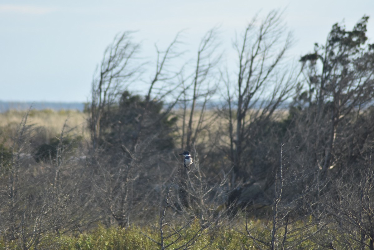 Belted Kingfisher - ML609758990