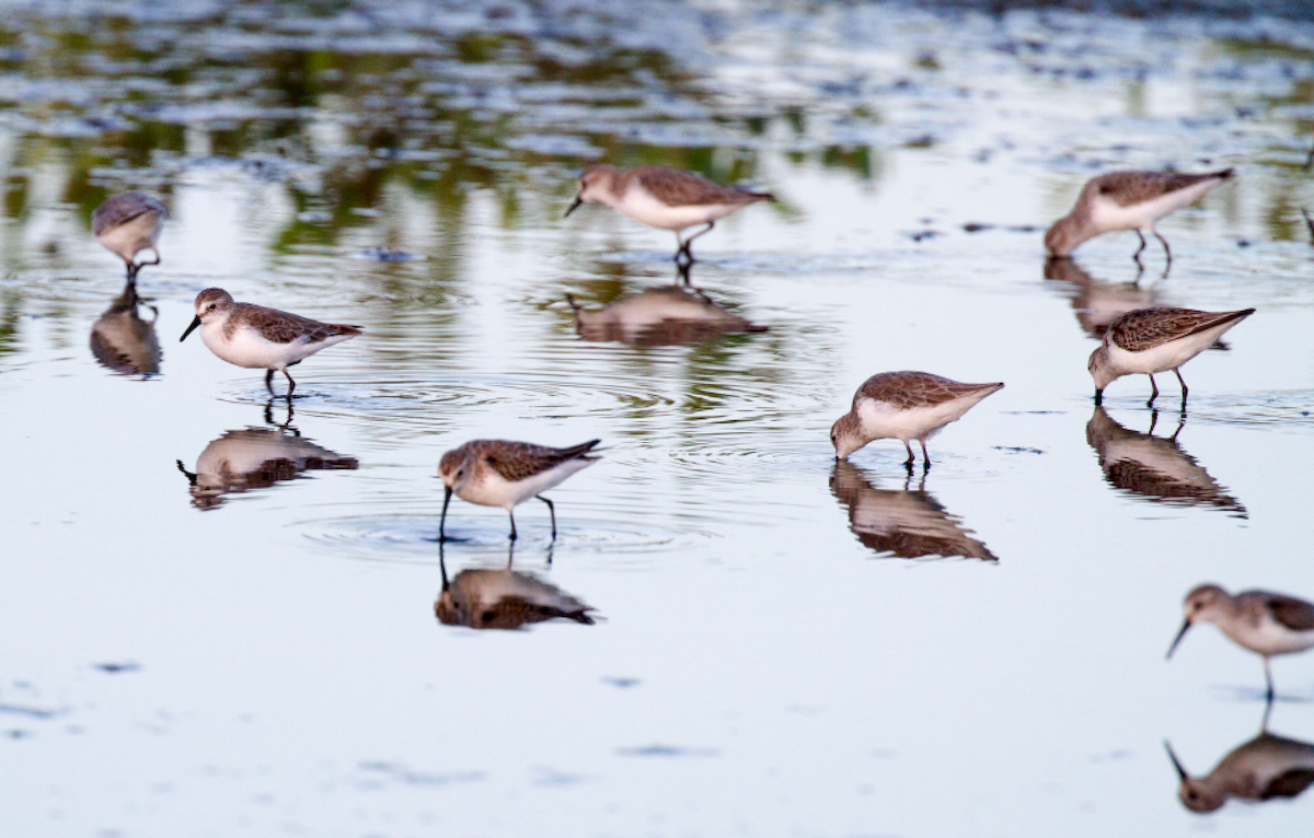 Western Sandpiper - ML609759008