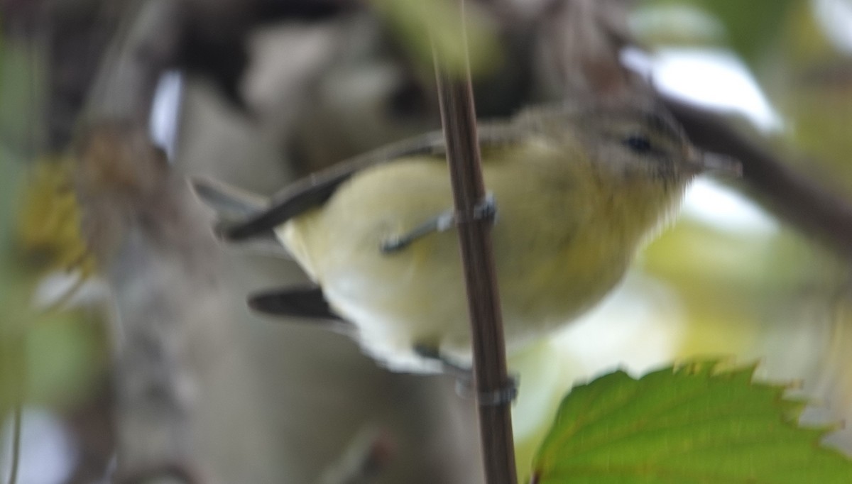 Philadelphia Vireo - Donald Fraser