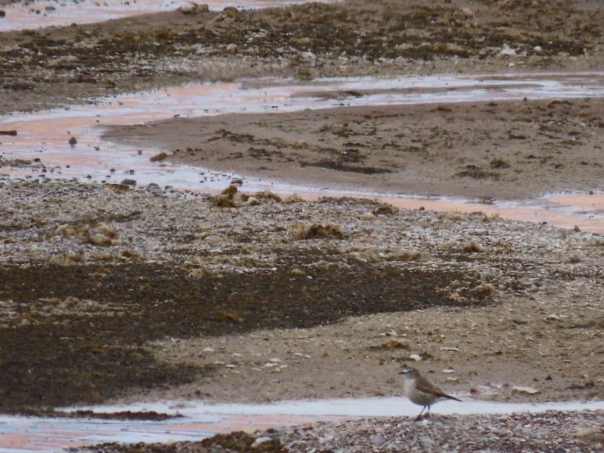 Ochre-naped Ground-Tyrant - Nelson Contardo