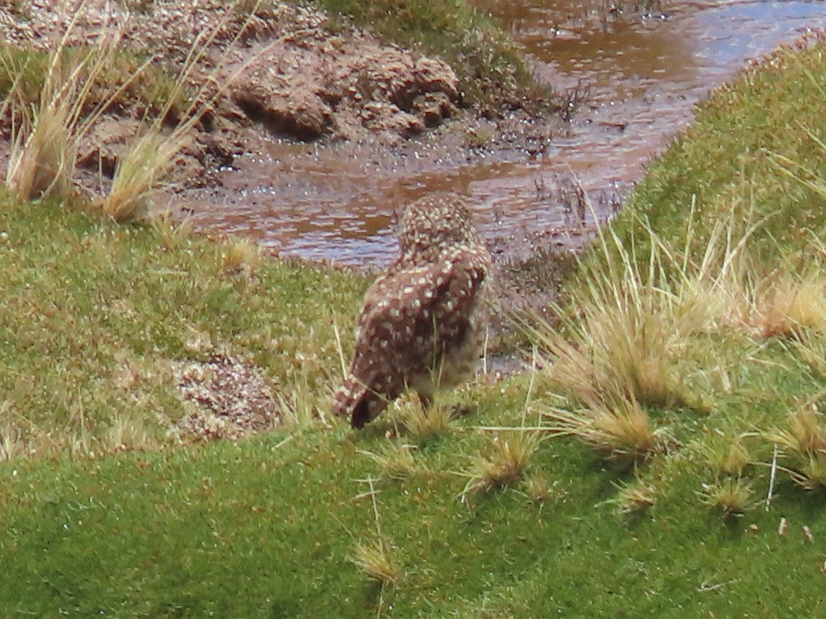 Burrowing Owl - Nelson Contardo