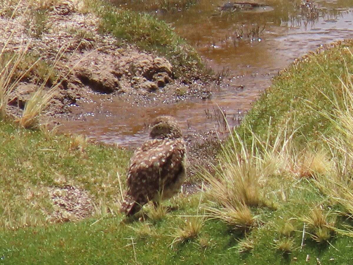 Burrowing Owl - Nelson Contardo