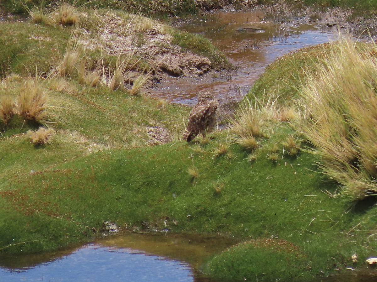 Burrowing Owl - Nelson Contardo