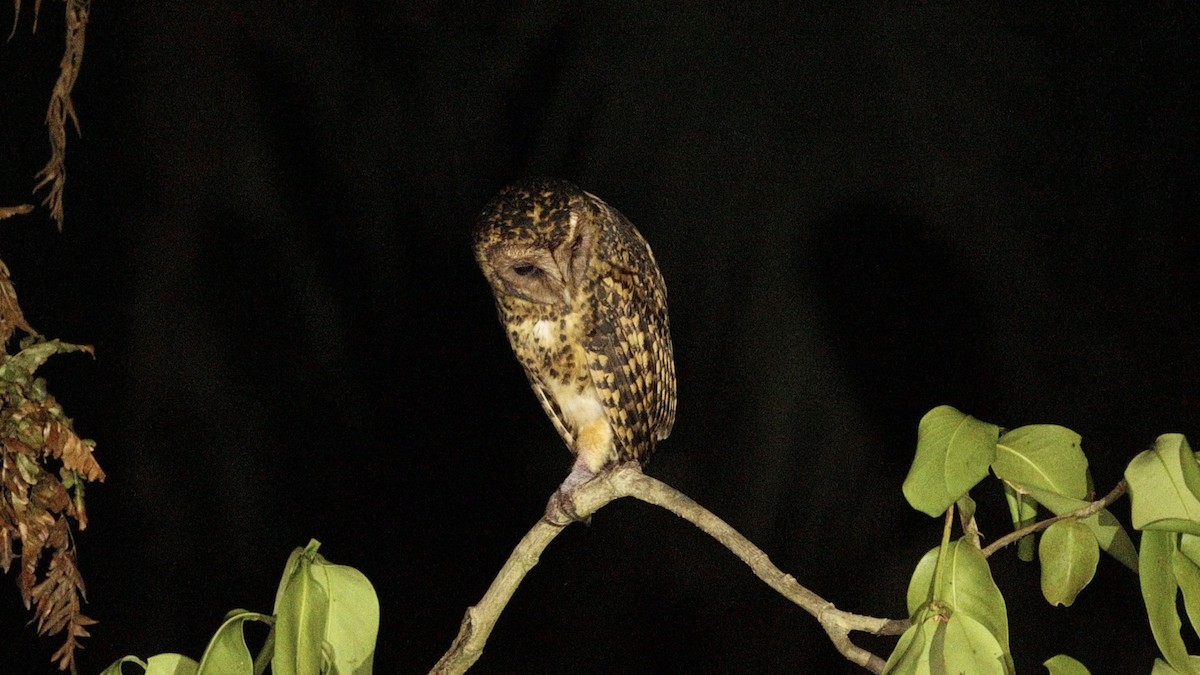 Golden Masked-Owl - Anne Heyerly