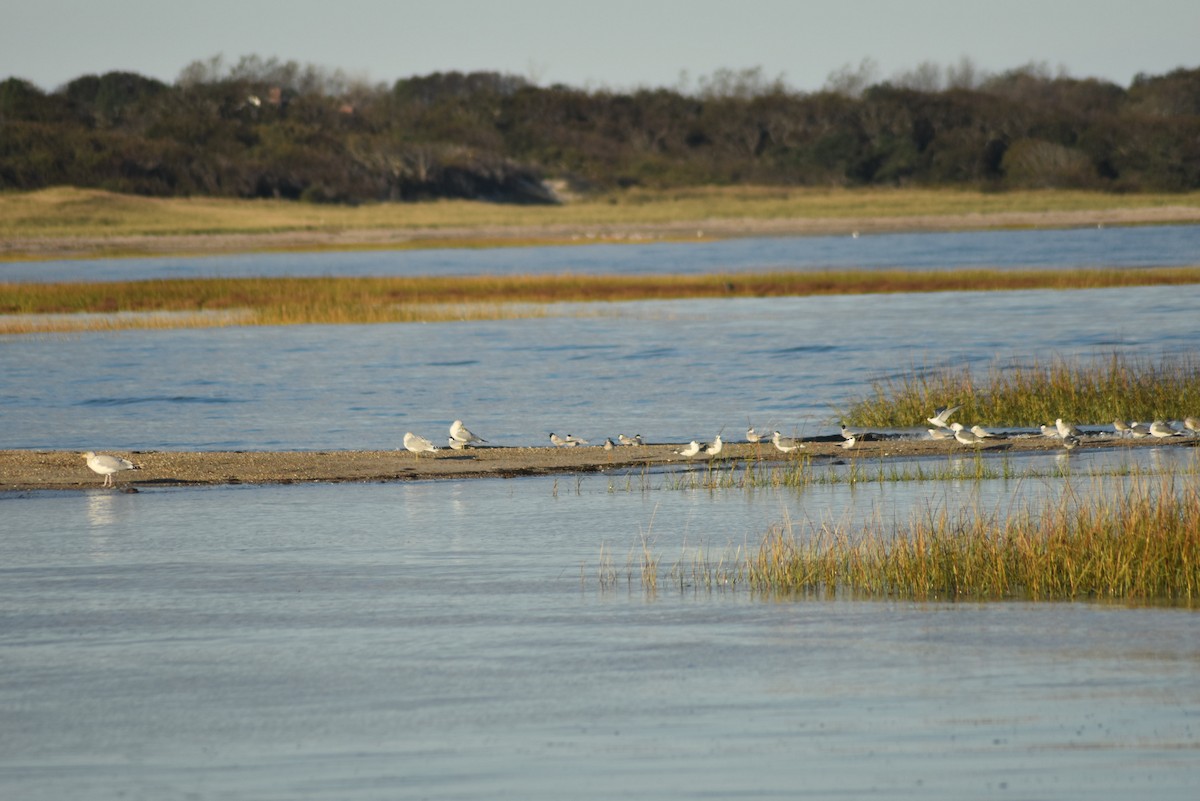 Common Tern - ML609759192