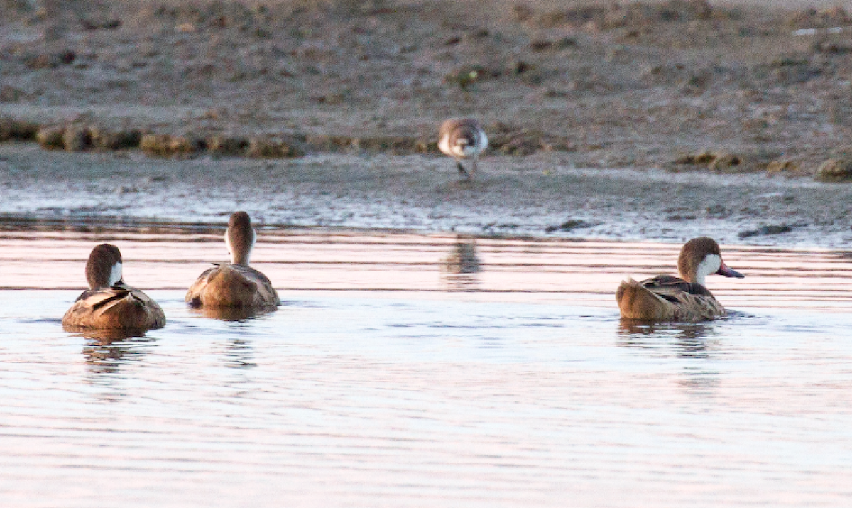 White-cheeked Pintail - ML609759197