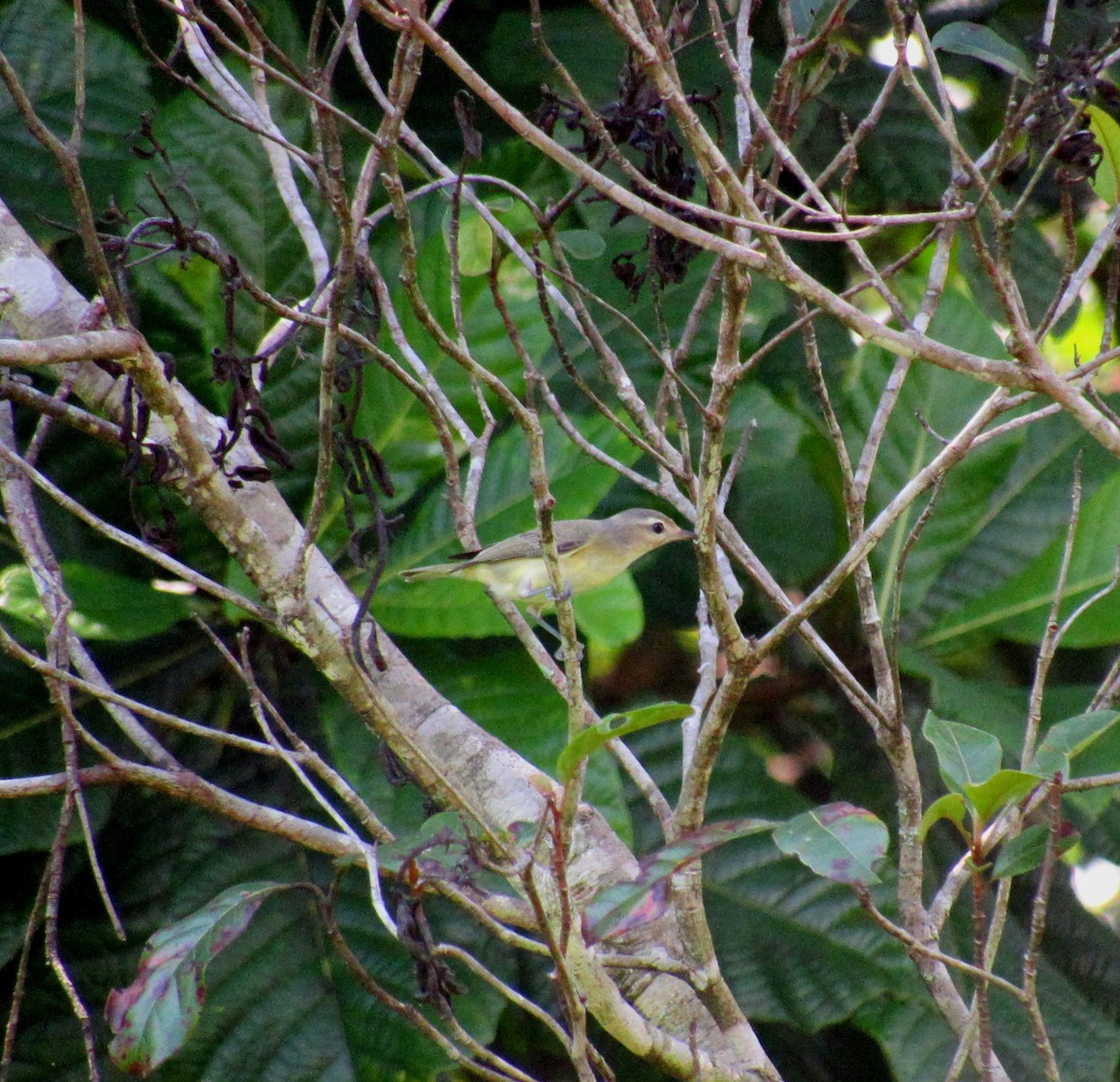 Ötücü Vireo - ML609759287