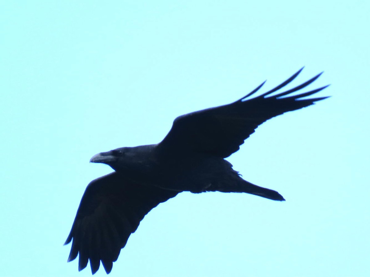 Common Raven - ML609759470