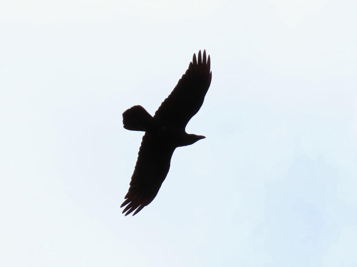 Common Raven - ML609759485