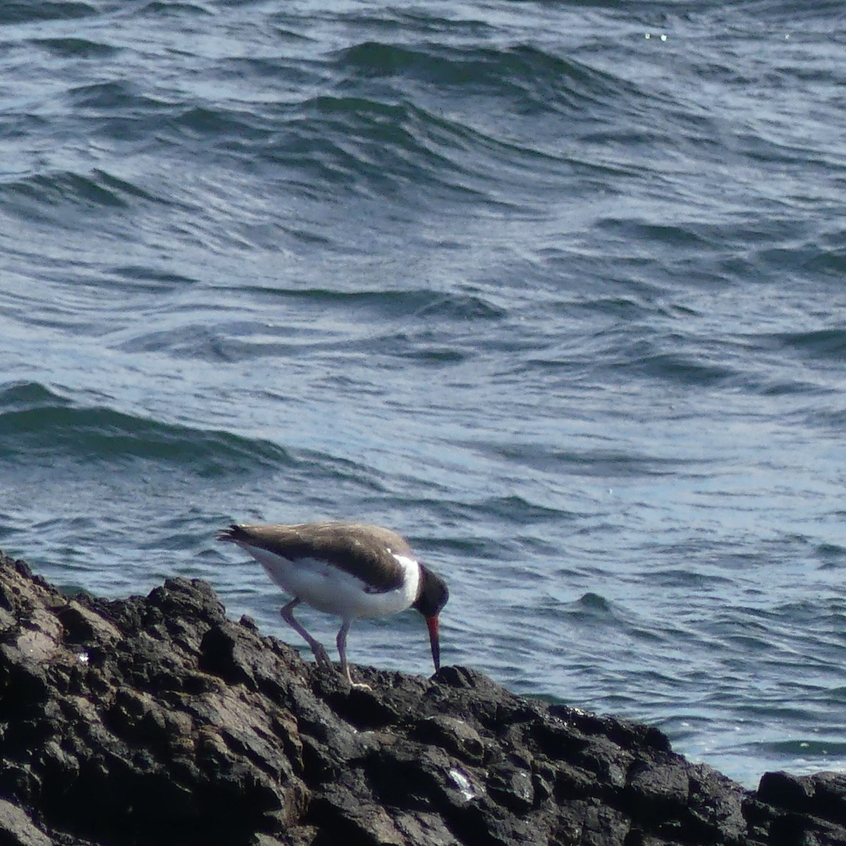 American Oystercatcher - ML609759553