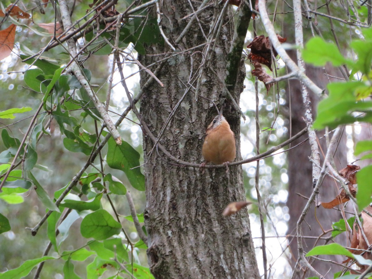 Carolina Wren - ML609759621