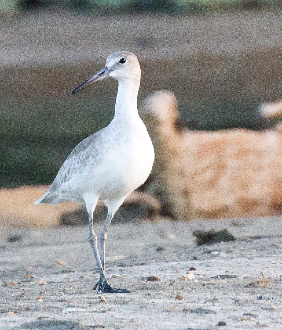 Willet - ML609759641