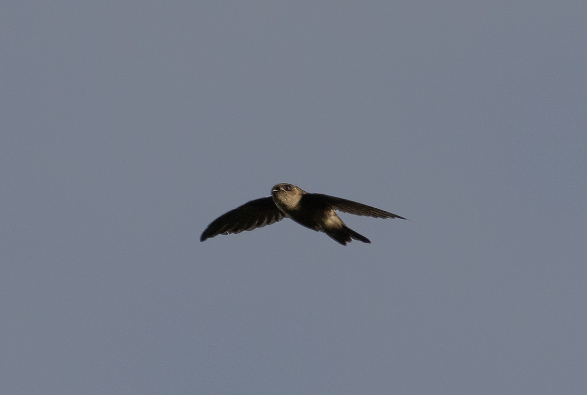 Uniform Swiftlet - Anne Heyerly