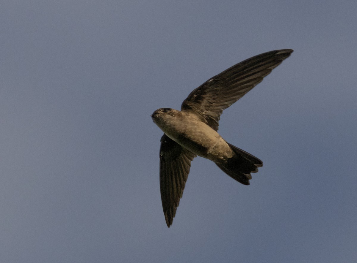 Uniform Swiftlet - Anne Heyerly