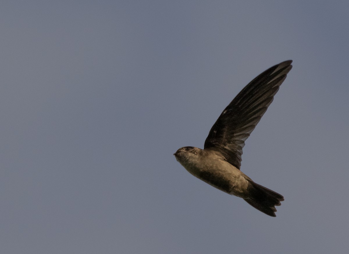 Uniform Swiftlet - Anne Heyerly