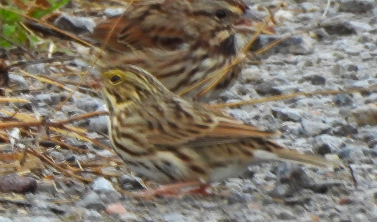 Savannah Sparrow - ML609759833