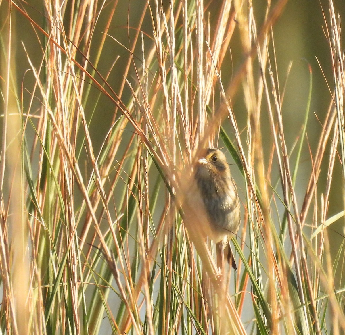 Nelson's Sparrow - Lisa Schibley