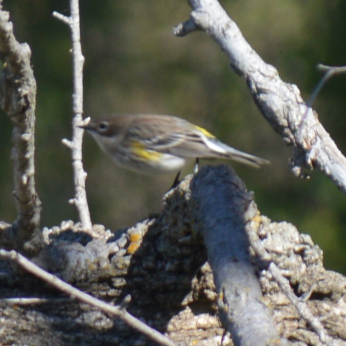 Yellow-rumped Warbler - ML609760134