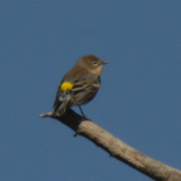 Yellow-rumped Warbler - Liz Almlie