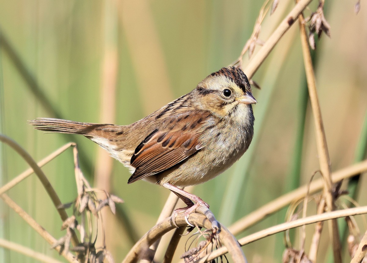 Swamp Sparrow - Randall Everts