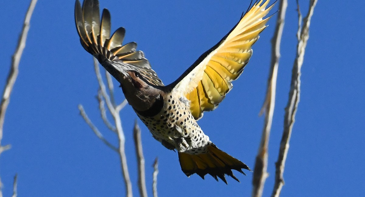 Northern Flicker (Yellow-shafted x Red-shafted) - ML609760252