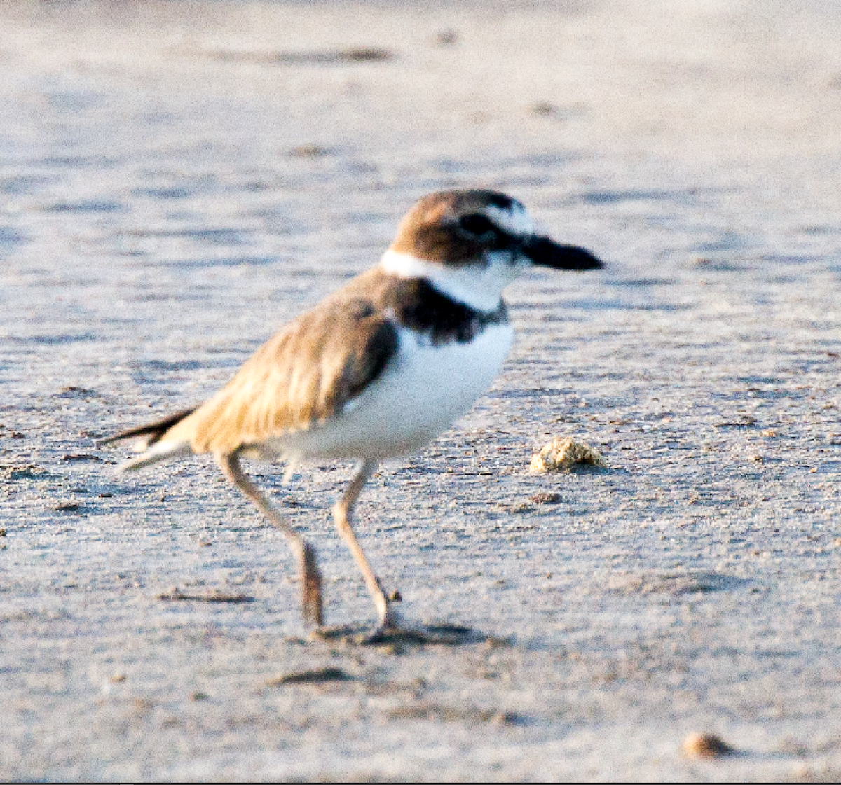 Wilson's Plover - ML609760263