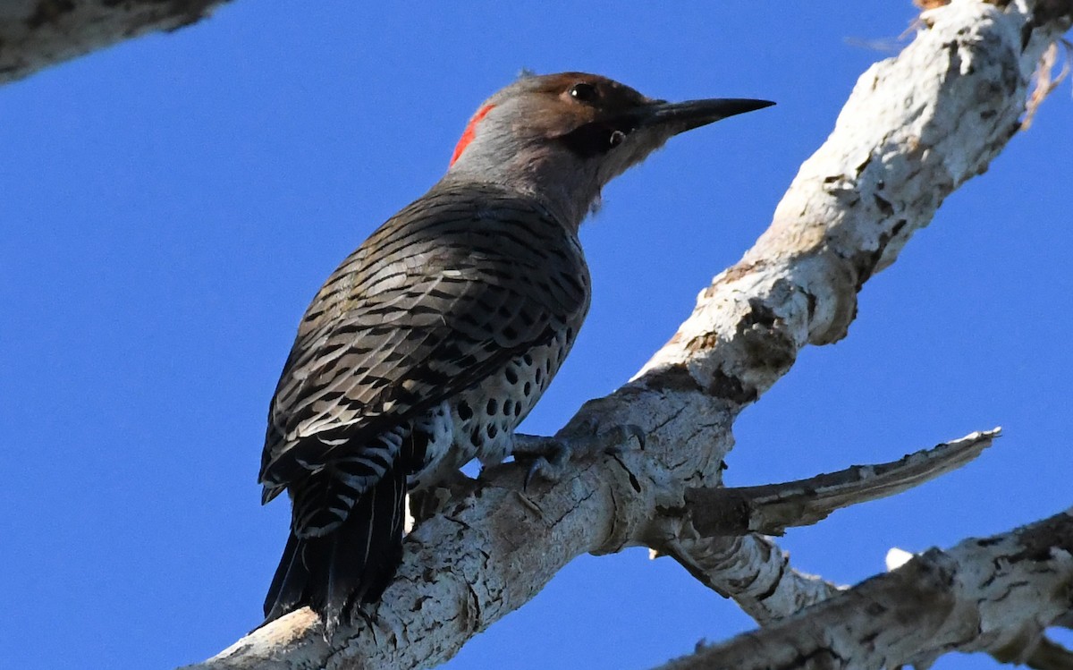 Northern Flicker (Yellow-shafted x Red-shafted) - ML609760278