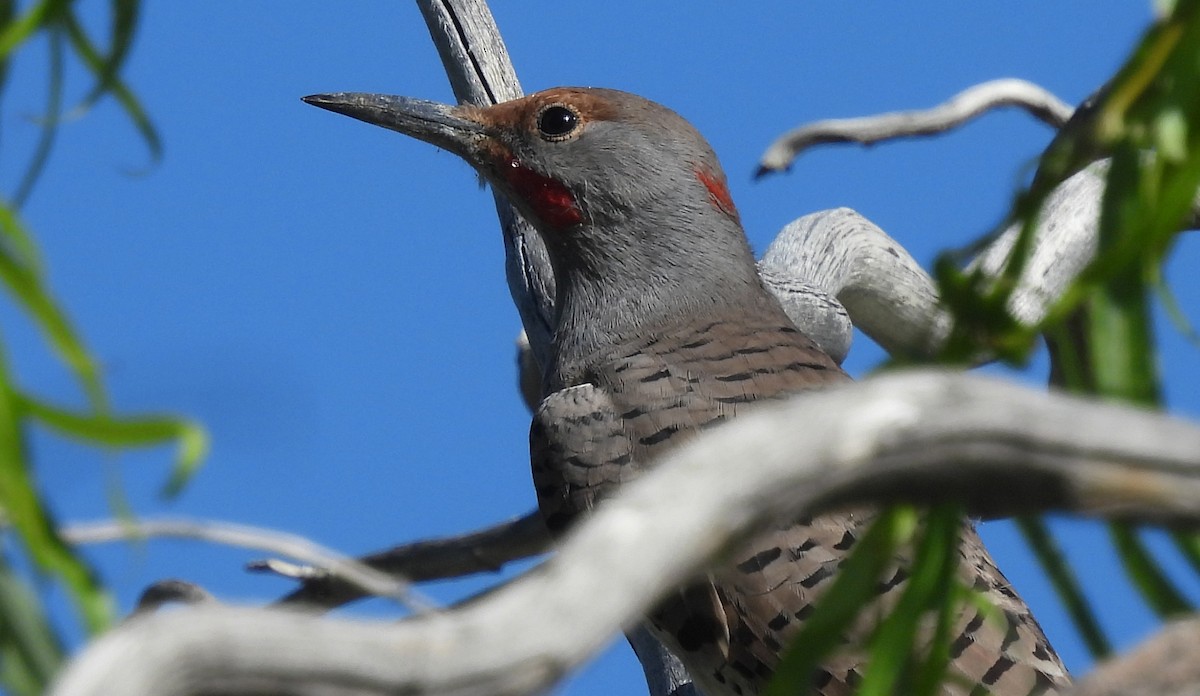 Northern Flicker (Yellow-shafted x Red-shafted) - ML609760281