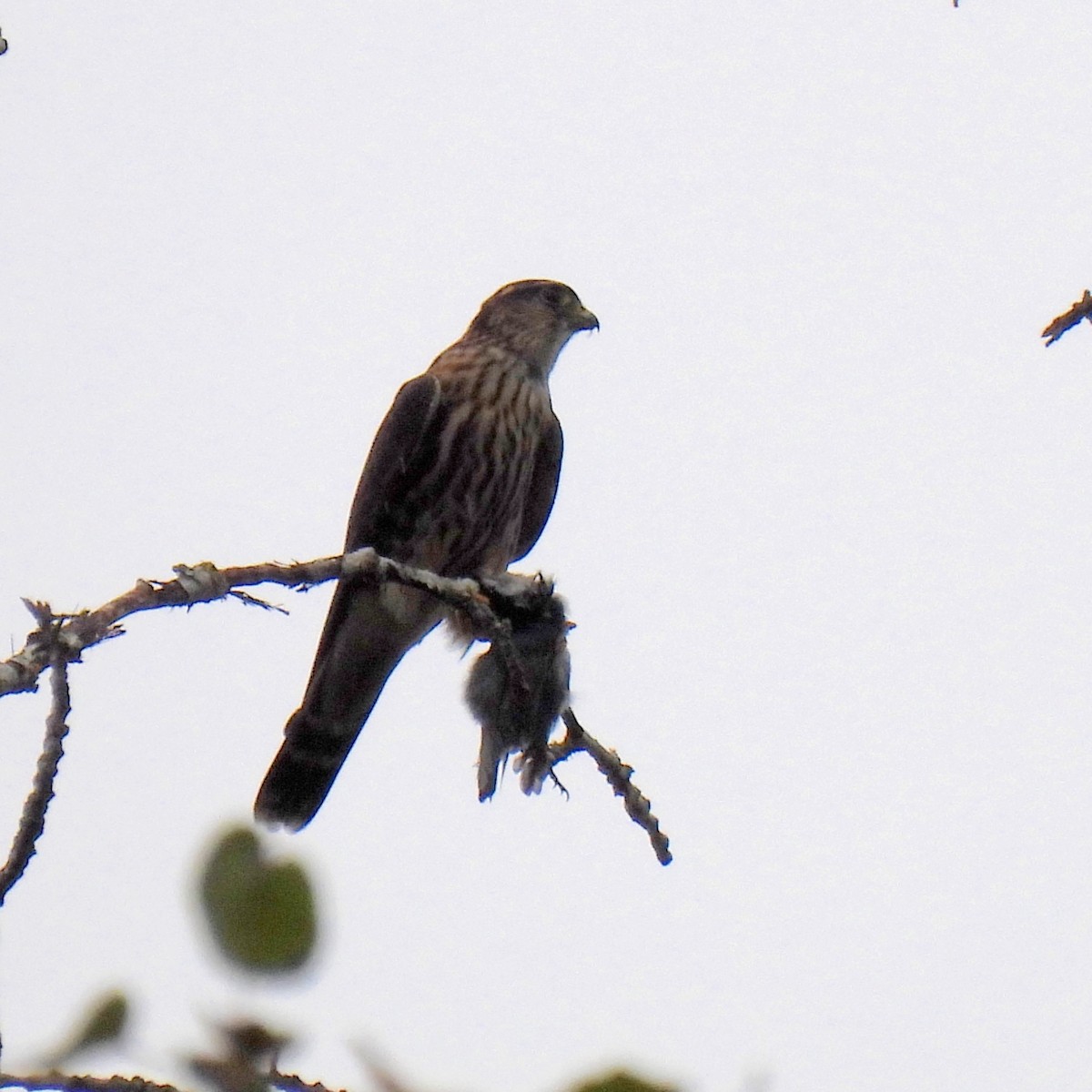 Хайргууна шонхор - ML609760295