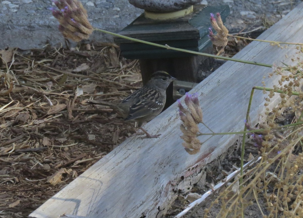 Golden-crowned Sparrow - Rick Williams