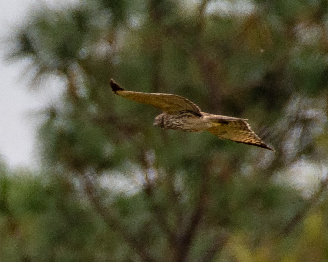 Northern Harrier - Wally Jones