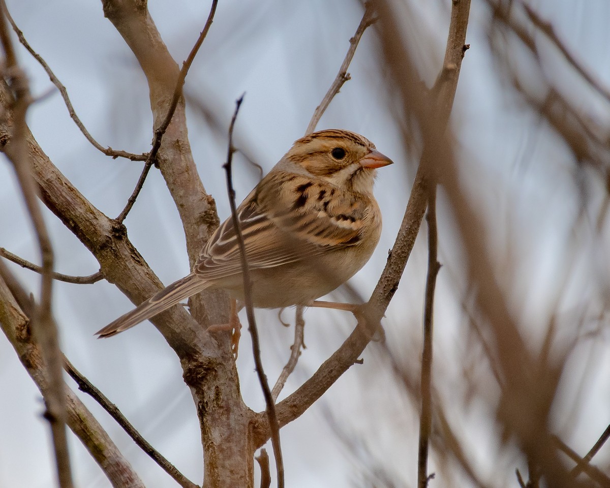 Clay-colored Sparrow - Wally Jones