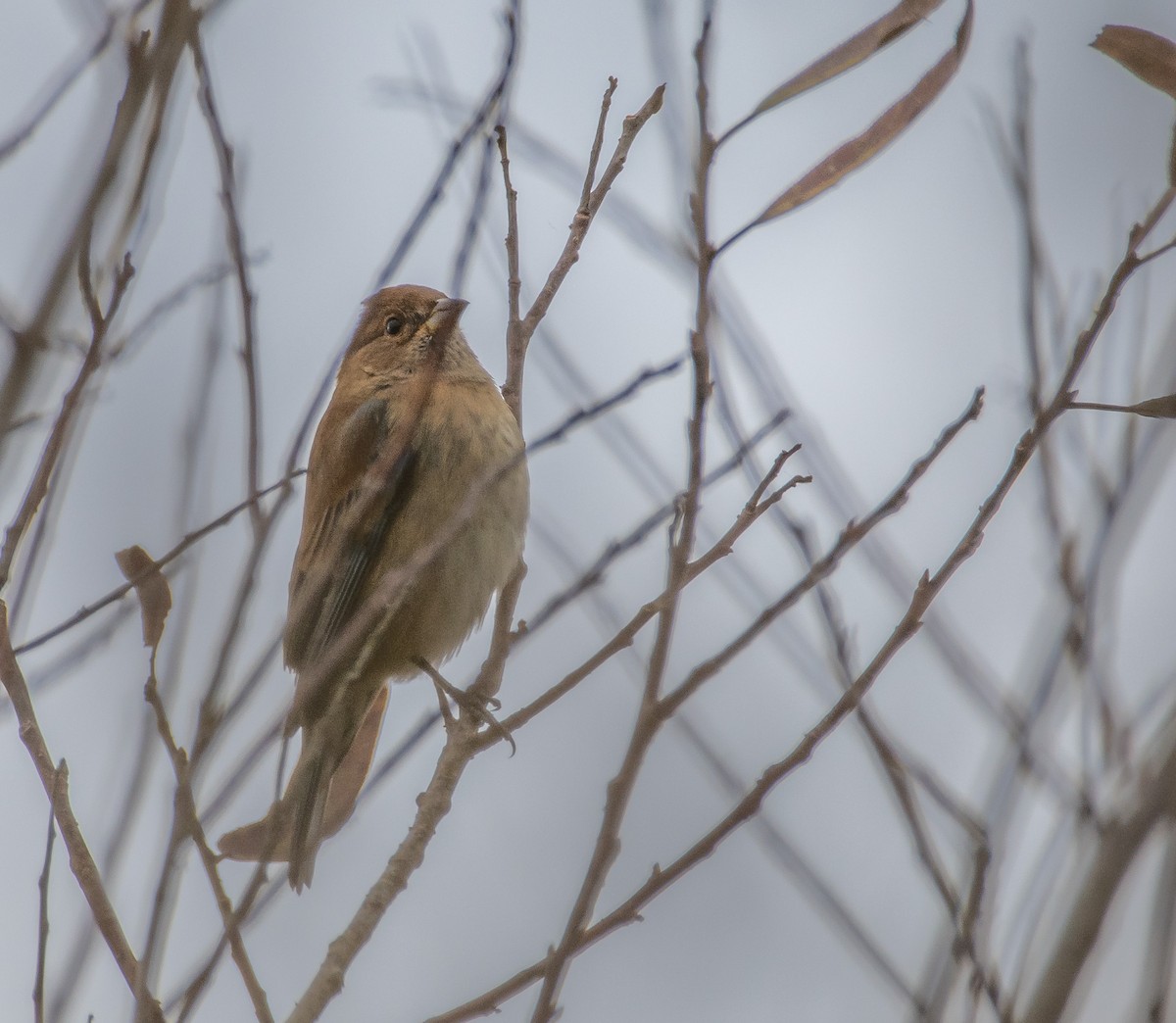 Indigo Bunting - Wally Jones