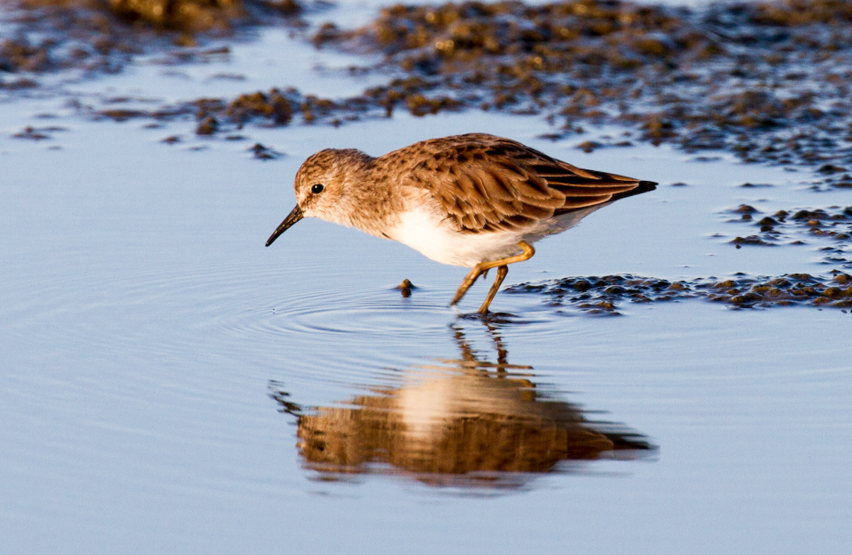 Least Sandpiper - ML609760500