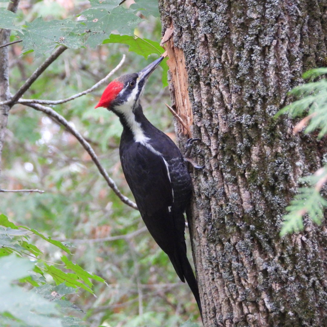 Pileated Woodpecker - ML609760583