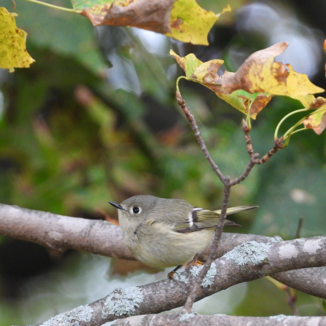 Ruby-crowned Kinglet - ML609760614