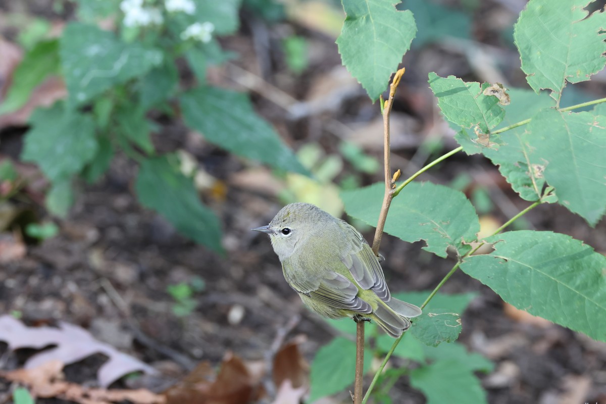 Orange-crowned Warbler - ML609760636