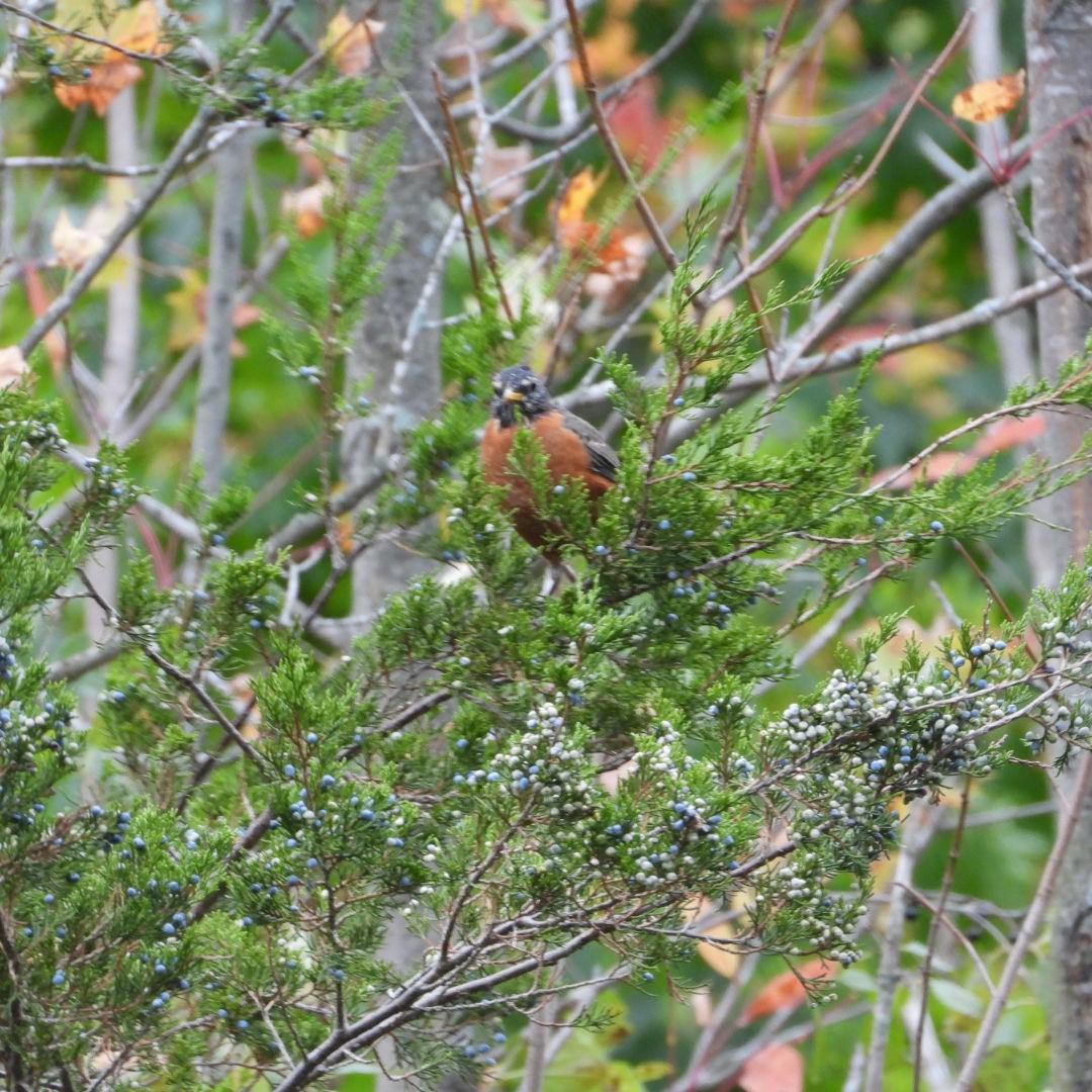 American Robin - ML609760648