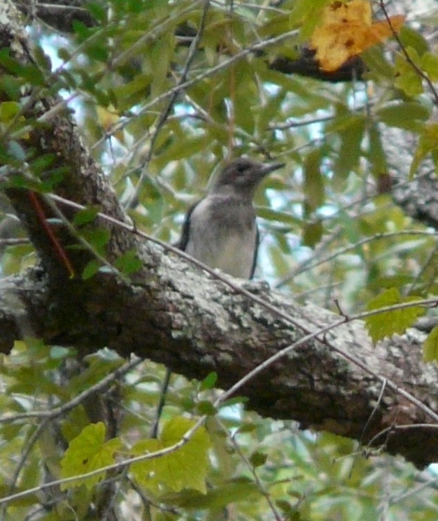Red-headed Woodpecker - ML609760667