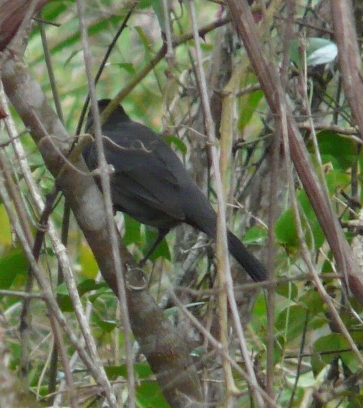 Gray Catbird - ML609760671
