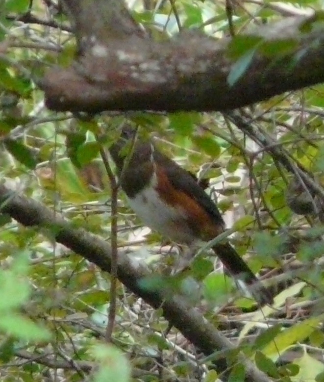 Eastern Towhee - ML609760674