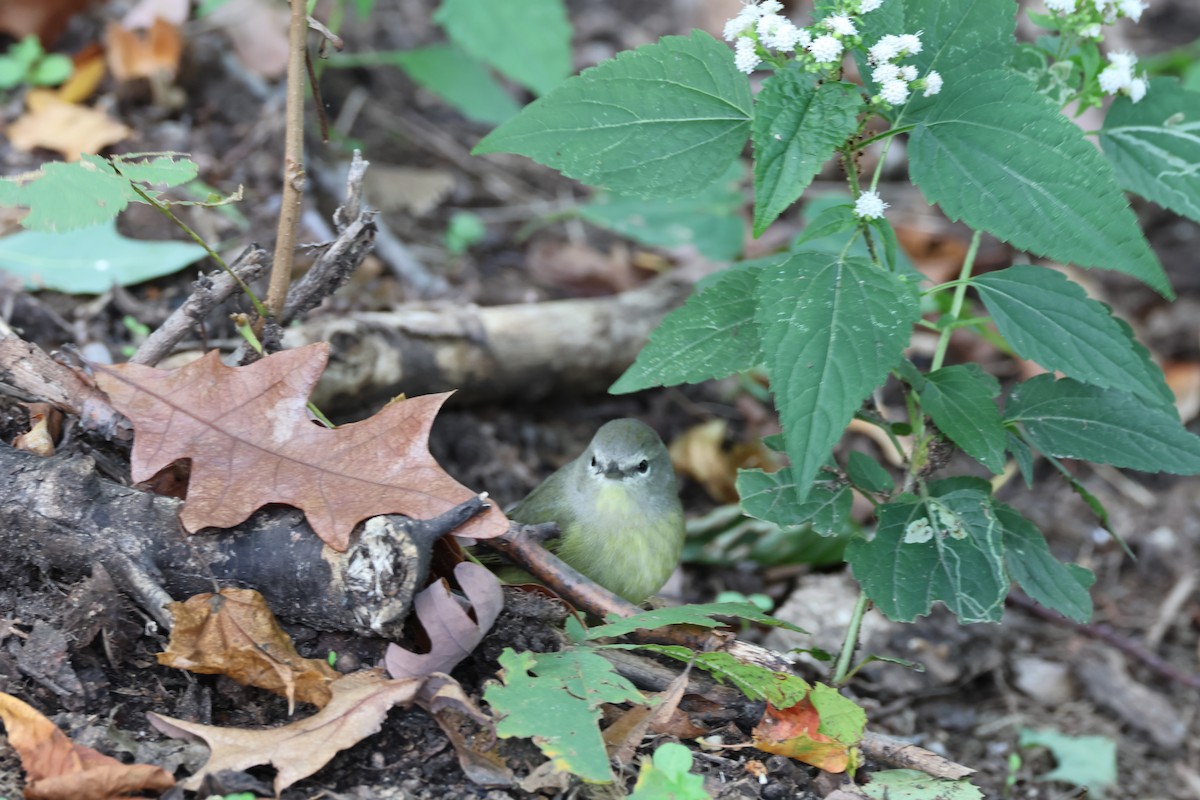 Orange-crowned Warbler - ML609760677