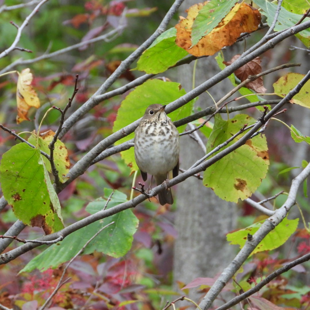 Hermit Thrush - ML609760691