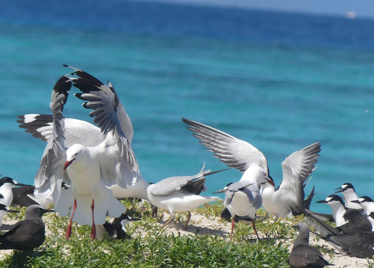 Gaviota Plateada - ML609760737